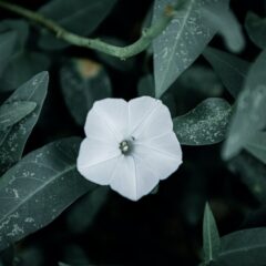 a close up shot of a morning glory flower