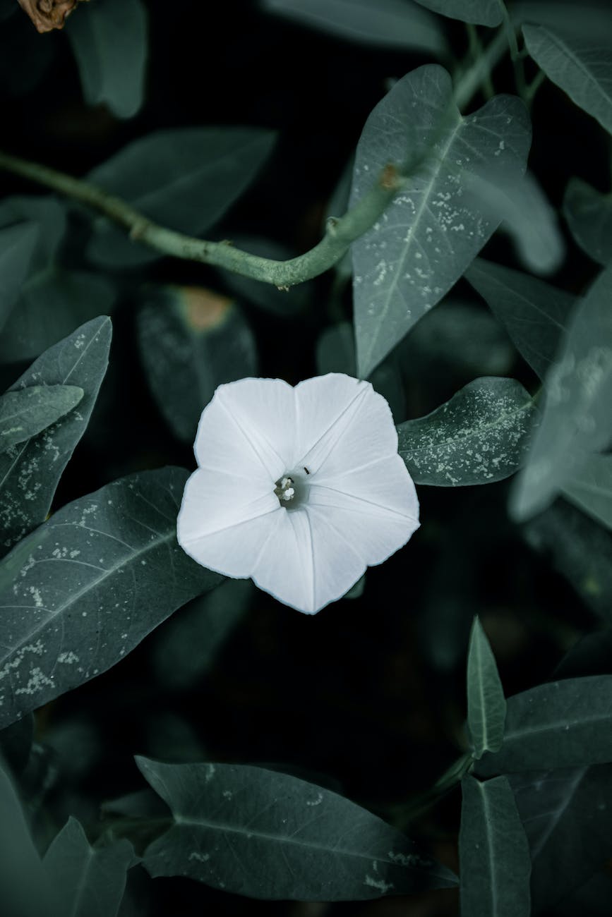 a close up shot of a morning glory flower